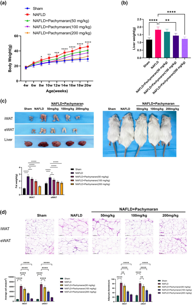 Pachymaran alleviates fat accumulation, hepatocyte degeneration, and injury in mice with nonalcoholic fatty liver disease.
