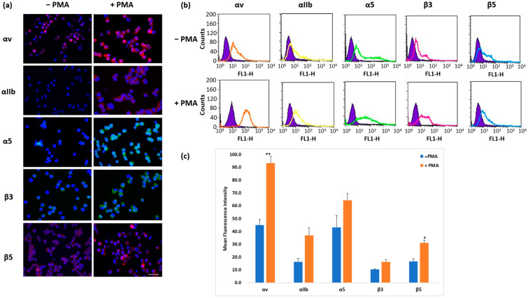K562 Chronic Myeloid Leukemia Cells as a Dual β3-Expressing Functional Cell Line Model to Investigate the Effects of Combined αIIbβ3 and αvβ3 Antagonism.