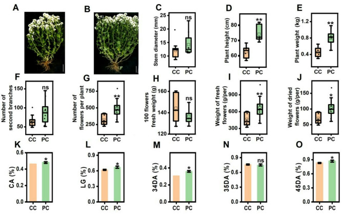 Crop rotation alleviates continuous cropping obstacles in Chrysanthemum morifolium production by regulating rhizosphere soil microbial communities and metabolites.