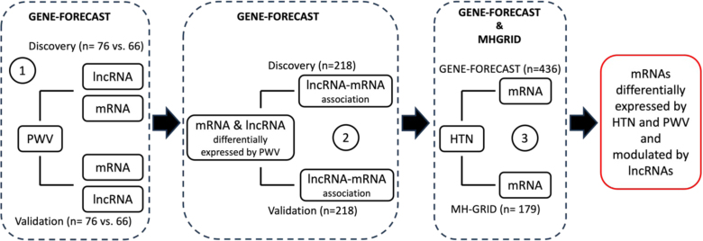 Regulatory Roles of Long Noncoding RNAs in Arterial Stiffness and Hypertension.