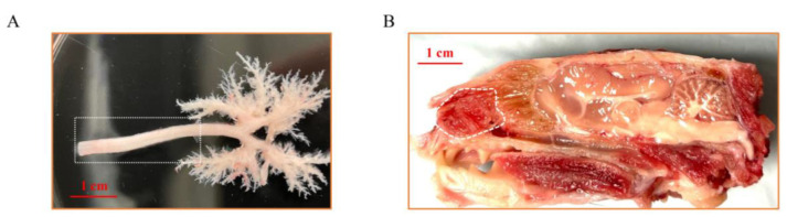 Isolation and Culture of Ferret Airway Stem Cells.
