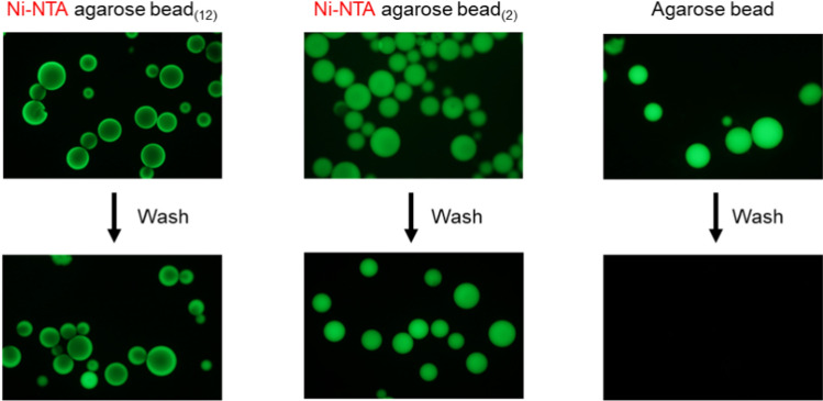Direct insertion of an ion channel immobilized on a soft agarose gel bead into a lipid bilayer: an optimized method