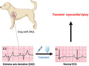 Transient Extreme Axis Deviation in a Dog With Diabetic Ketoacidosis.