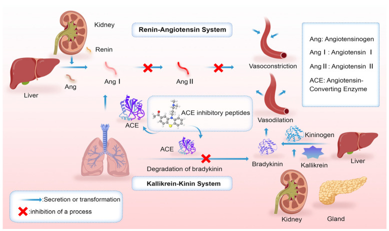 Bioactive Peptides Derived from Tuna: Screening, Extraction, Bioactivity, and Mechanism of Action.