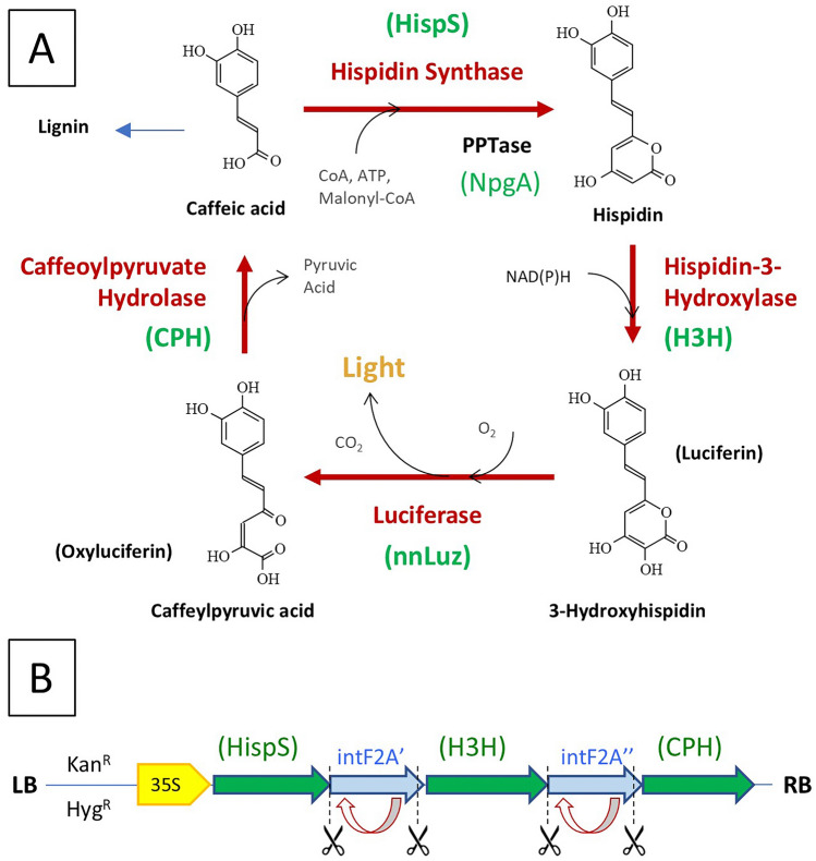 Expression of a multigene mushroom luciferin biosynthesis pathway as a pseudo-polycistron in plants.