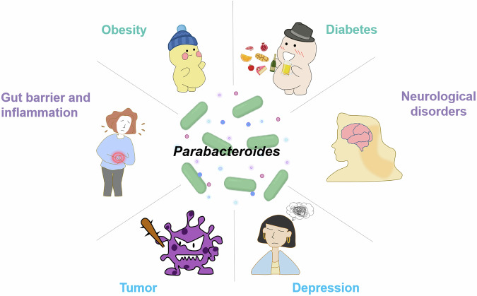 Parabacteroides as a promising target for disease intervention: current stage and pending issues.