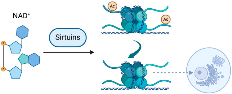 The Fundamental Role of Nutrients for Metabolic Balance and Epigenome Integrity Maintenance.