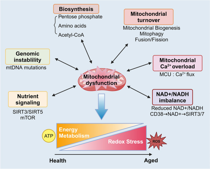 Perspectives on mitochondrial dysfunction in the regeneration of aging skeletal muscle.
