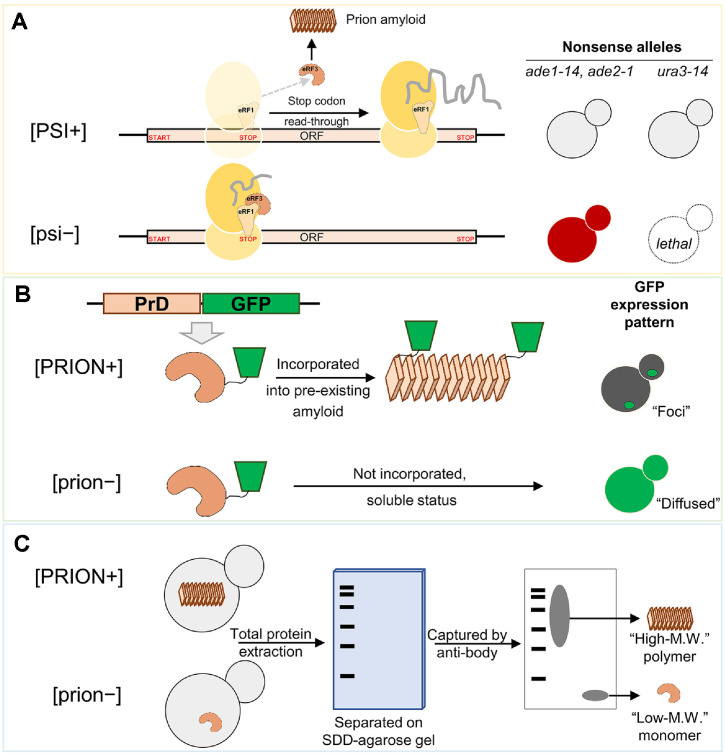 Yeast Prions: Discovery, Nature, Cellular Manipulation and Implication.