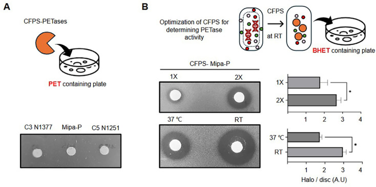 Rapid Screening of Plastic-Degrading Enzymes Using an Optimized Cell-Free Protein Synthesis Platform.