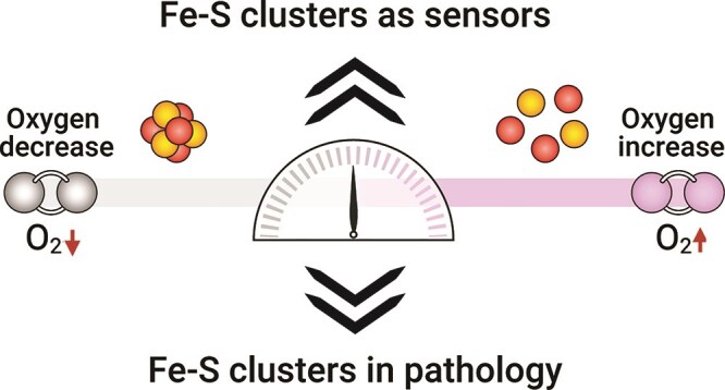 Rust and redemption: iron-sulfur clusters and oxygen in human disease and health.