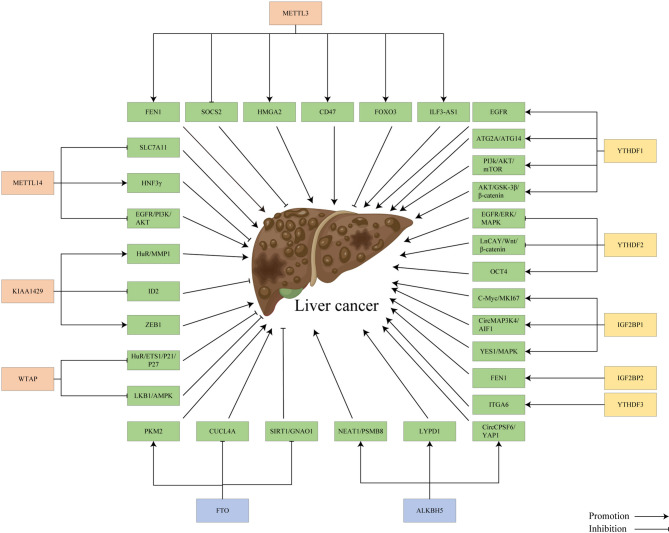 Targeting m6A methylation for early diagnosis and precision medicine in hepatocellular carcinoma.