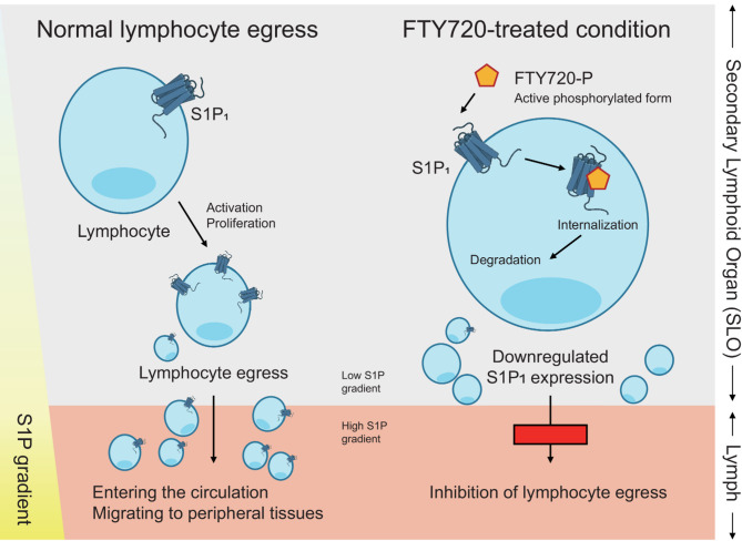 CD8 T cell dynamics and immune cell trafficking in ZIKV infection: implications for neuroinflammation and therapy.