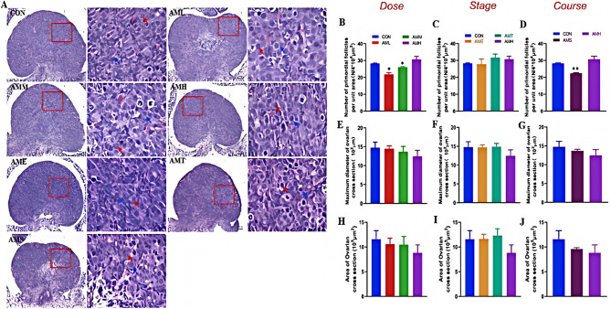 The impact of prenatal amoxicillin exposure at different doses, stages, and courses on offspring ovarian development.