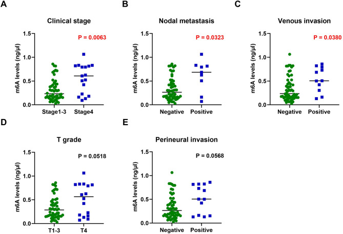 Total m6A RNA levels and VIRMA expression as potential diagnostic and prognostic markers in oral squamous cell carcinoma.