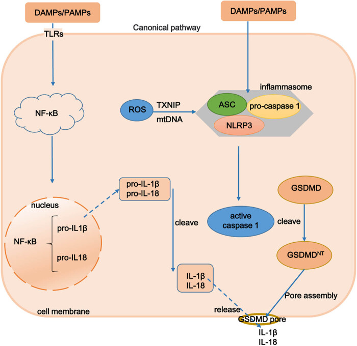 Therapeutic approaches for liver fibrosis/cirrhosis by targeting pyroptosis.