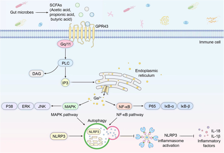 Gut microbiota-mediated pain sensitization: mechanisms and therapeutic implications.