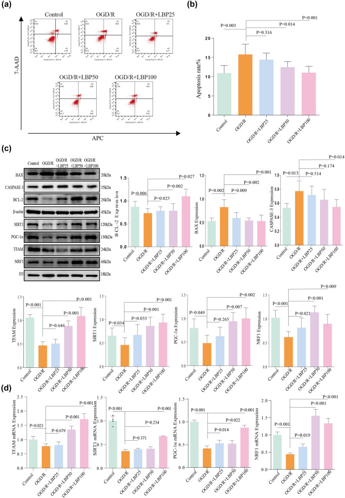 Mechanism study on the attenuation of cerebral ischemia-reperfusion injury by LBP extract through regulation of SIRT1/PGC-1α axis.