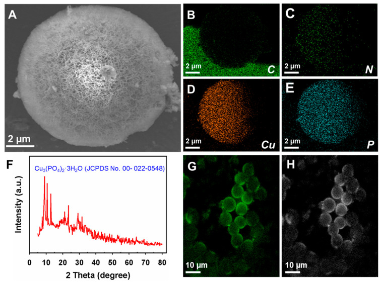 Immobilization of <i>Pleurotus eryngii</i> Laccase via a Protein-Inorganic Hybrid for Efficient Degradation of Bisphenol A as a Potent Xenobiotic.