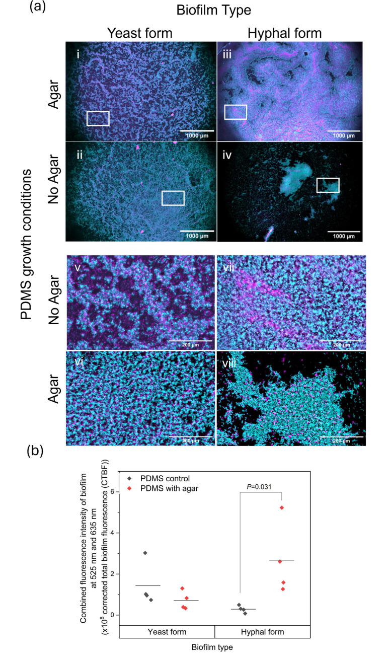A simple silicone elastomer colonization model highlights complexities of <i>Candida albicans</i> and <i>Staphylococcus aureus</i> interactions in biofilm formation.