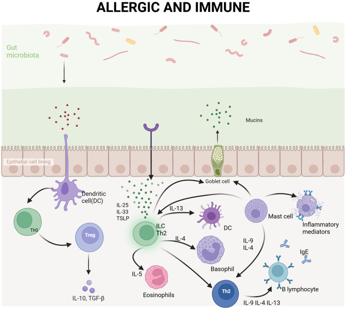 Gut microbiota-metabolome crosstalk in allergic diseases: mechanistic insights and translational opportunities.