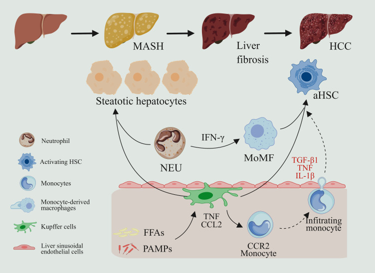 Immune Microenvironment on the Molecular Mechanisms and Therapeutic Targets of MAFLD.