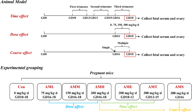The impact of prenatal amoxicillin exposure at different doses, stages, and courses on offspring ovarian development.
