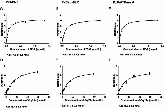 An anti-idiotypic single domain antibody as Cry2Aa toxin mimotope and analysis of its binding region through molecular docking.