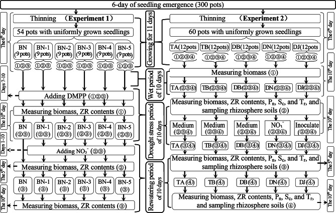 Dual function of heterotrophic ammonia-oxidizing bacteria in facilitating maize compensatory growth under limited rewatering after drought.