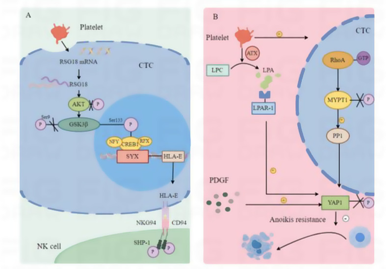 The role of platelets in tumor immune evasion and metastasis: mechanisms and therapeutic implications.