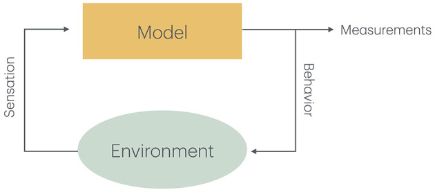System-level brain modeling.
