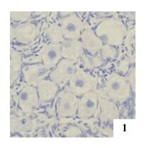Quantification of polyoocyte follicles (POFs) in domestic cats.