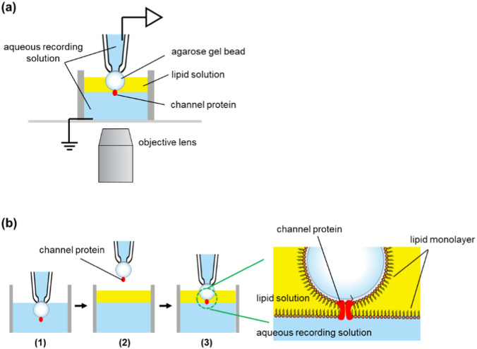 Direct insertion of an ion channel immobilized on a soft agarose gel bead into a lipid bilayer: an optimized method