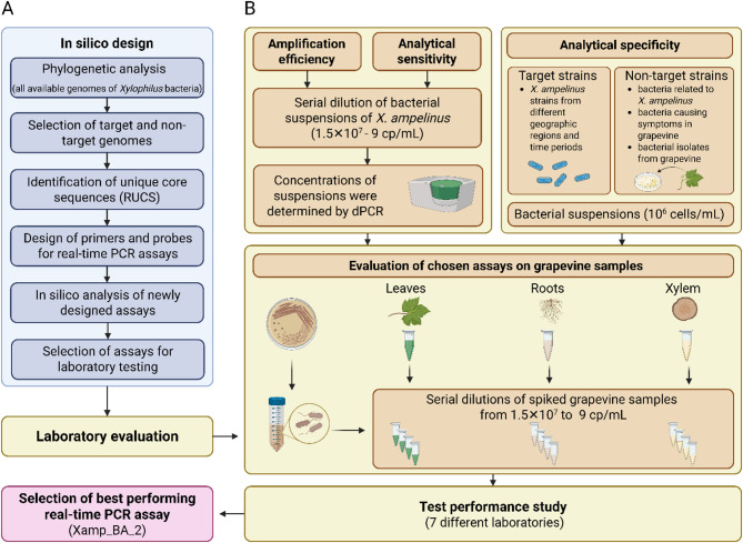 Development of a multi-targeted real-time PCR assay for the detection of the grapevine pathogen Xylophilus ampelinus.