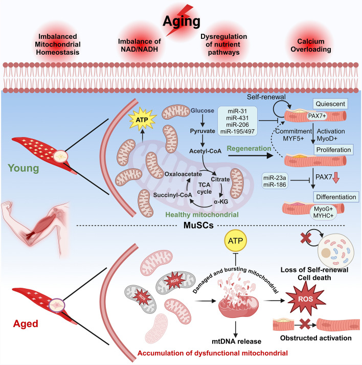 Perspectives on mitochondrial dysfunction in the regeneration of aging skeletal muscle.