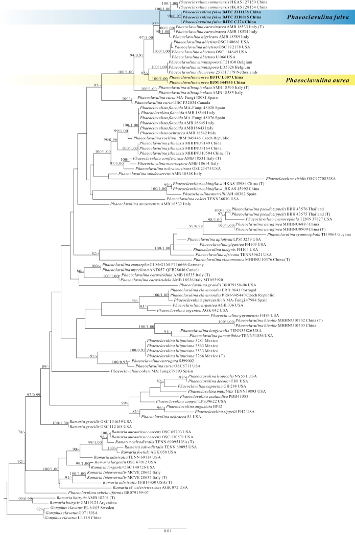 ﻿Two new species of <i>Phaeoclavulina</i> (Gomphaceae, Gomphales) from North China based on morphological and phylogenetic analysis.