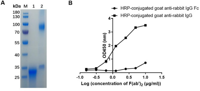An anti-idiotypic single domain antibody as Cry2Aa toxin mimotope and analysis of its binding region through molecular docking.