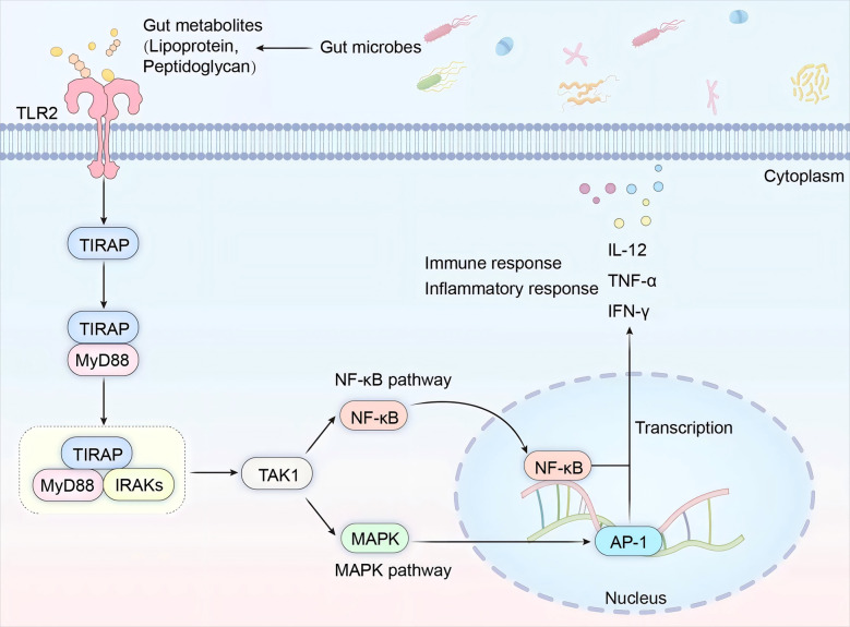 Gut microbiota-mediated pain sensitization: mechanisms and therapeutic implications.