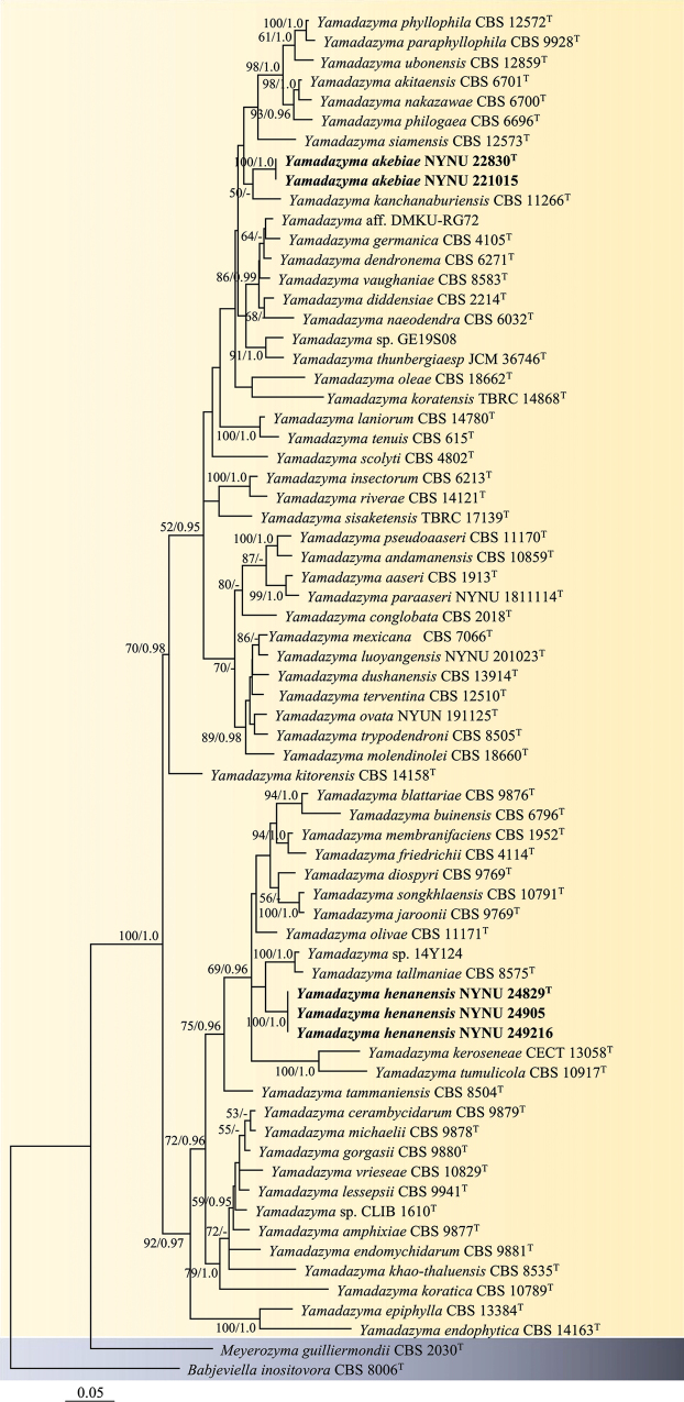 ﻿<i>Yamadazymaakebiae</i> sp. nov. and <i>Y.hainanensis</i> sp. nov. (Debaryomycetaceae, Saccharomycetales) from leaf in China.