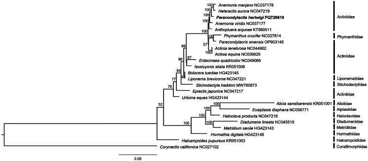 The complete mitochondrial genome of sand anemone, <i>Paracondylactis hertwigi</i> (Wassilieff, 1908).