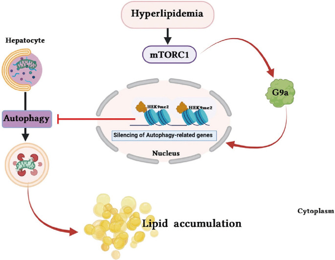 Crosstalk between Epigenetics and Autophagy in Metabolic Dysfunction-Associated Steatotic Liver Disease.