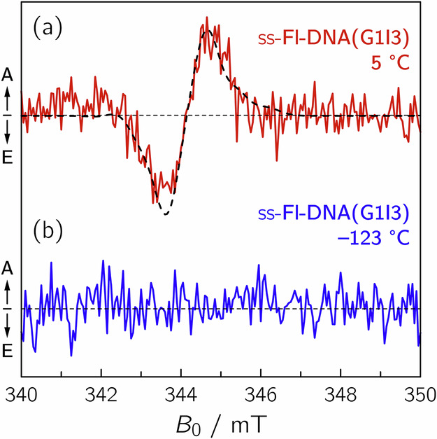 Direct observation of long-lived radical pair between flavin and guanine in single- and double-stranded DNA-oligomers.