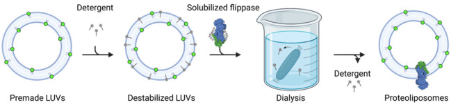 A Fluorescence-Based Flippase Assay to Monitor Lipid Transport by Drs2-Cdc50.