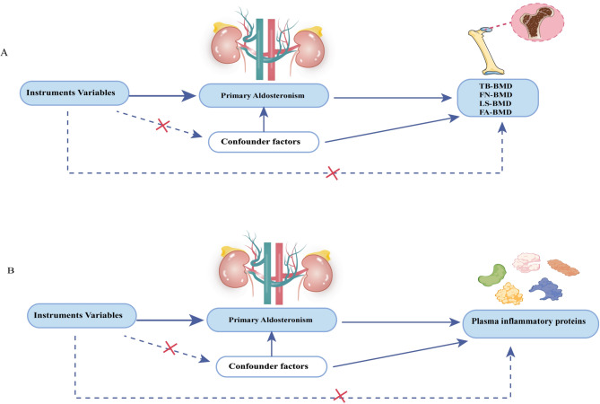 Causal effects of primary aldosteronism on inflammation and bone density: evidence from Mendelian randomization, animal, and clinical studies.