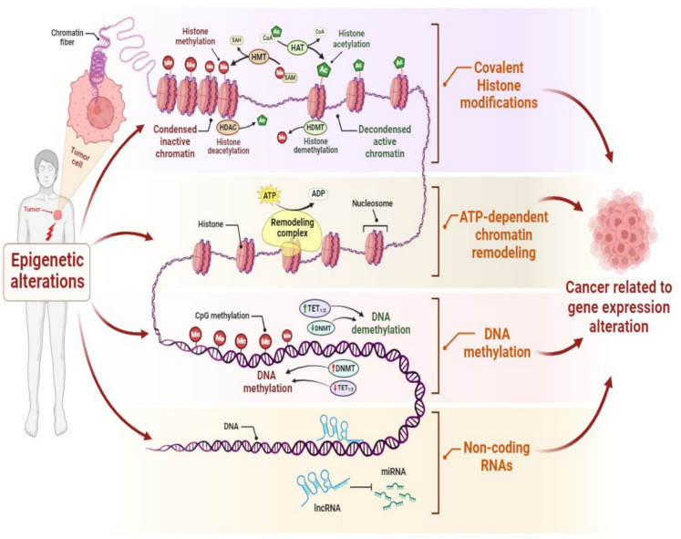 Epi-nutrients for cancer prevention: Molecular mechanisms and emerging insights.