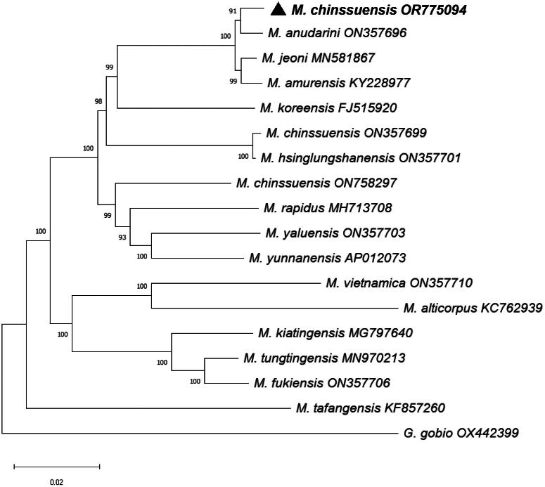 The complete mitochondrial genome of <i>Microphysogobio chinssuensis</i> (Cypriniformes: Gobioninae) from Shanxi Province of China.