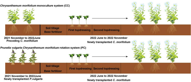 Crop rotation alleviates continuous cropping obstacles in Chrysanthemum morifolium production by regulating rhizosphere soil microbial communities and metabolites.