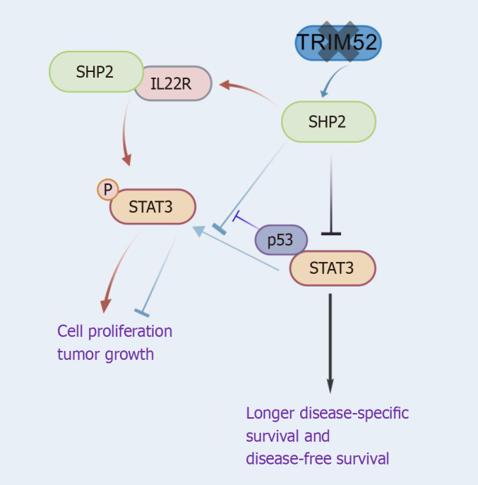 Targeting SHP2: Dual breakthroughs in colorectal cancer therapy-from signaling pathway modulation to immune microenvironment remodeling.