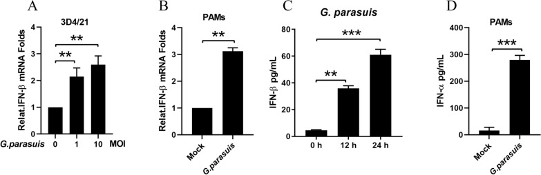 Outer membrane vesicles of Glaesserlla parasuis activate the endosomal cGAS-STING-IRF3 pathway through nucleic acid payload delivery: a biological perspective on host defense protocol optimization.