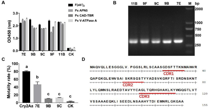 An anti-idiotypic single domain antibody as Cry2Aa toxin mimotope and analysis of its binding region through molecular docking.